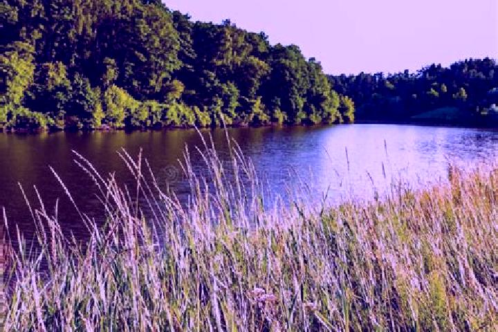 escort Grass Lake
