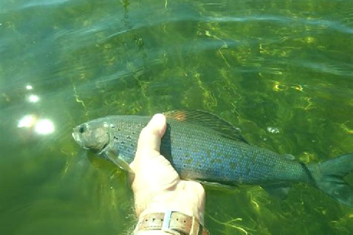 escort Grayling