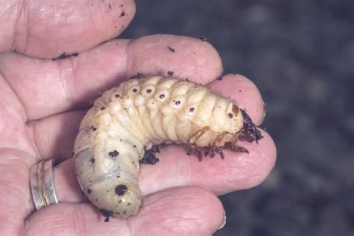 escort Grub