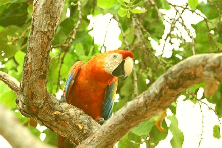escort Guacamaya