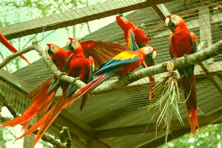 escort Guacamayas