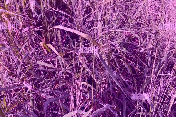 escort Guinea Grass