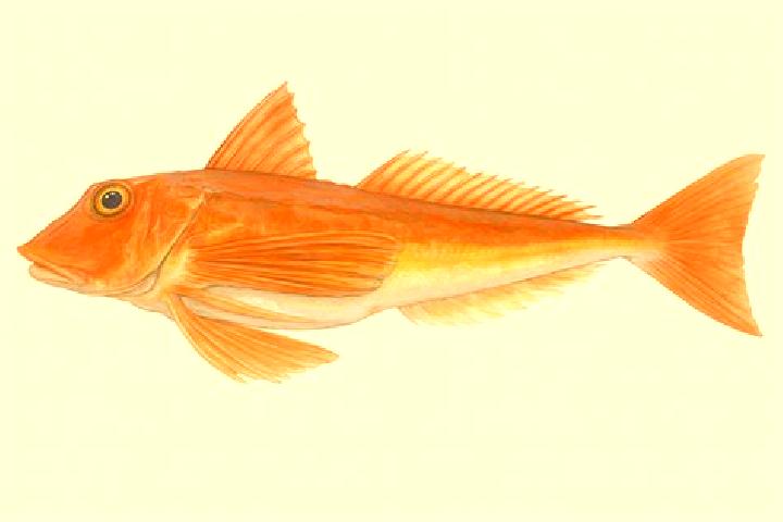 escort Gurnard