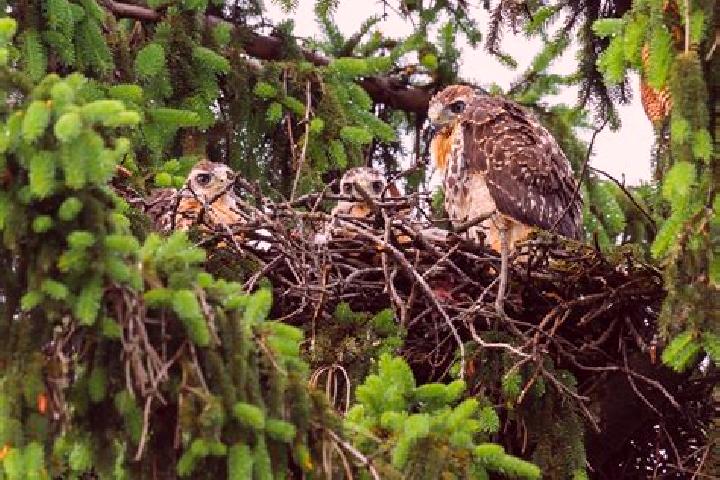 escort Hawks Nest