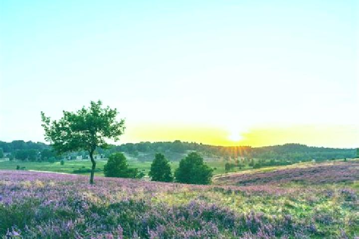 escort Heide