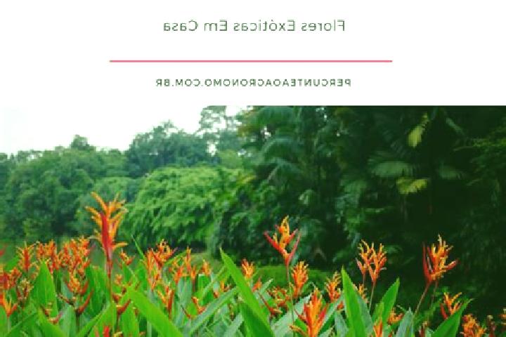 escort Heliconia