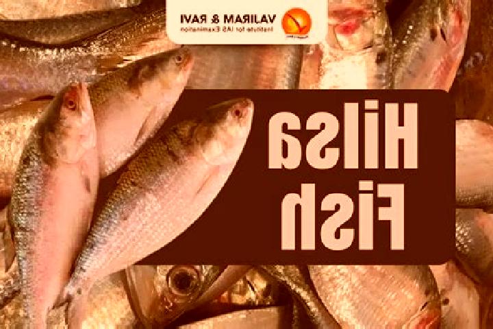 escort Hilsa