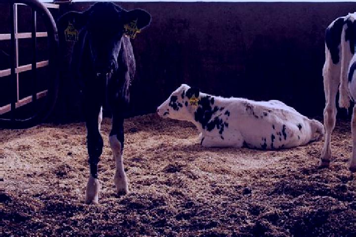 escort Holstein