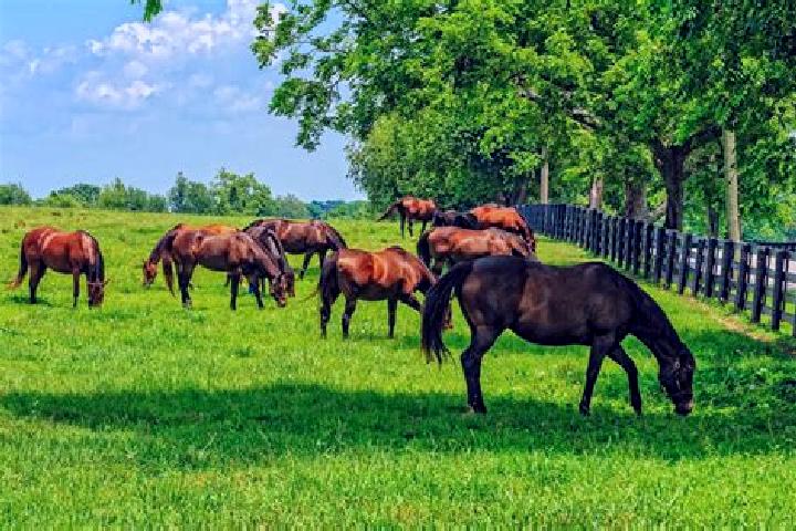escort Horse Pasture