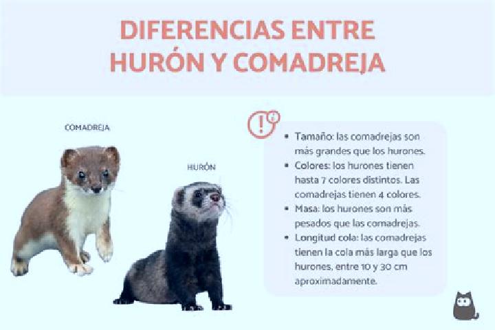 escort Hurones