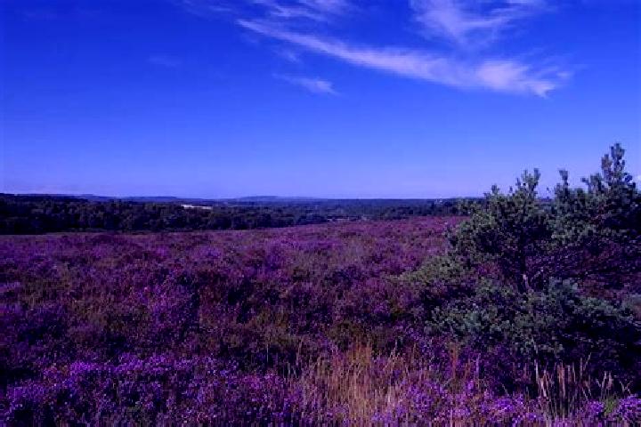 escort Hyde Heath