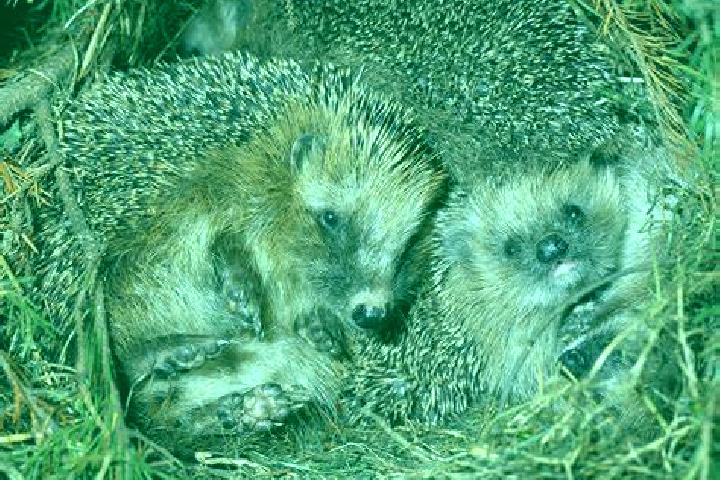 escort Igel