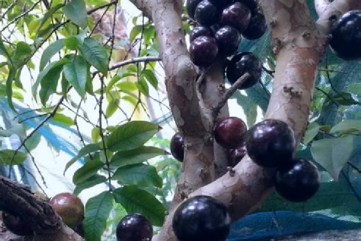 escort Jaboticaba