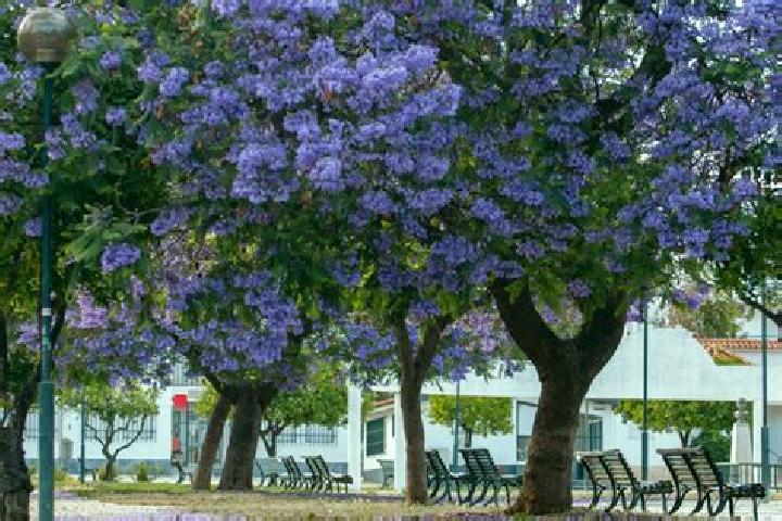 escort Jacarandas