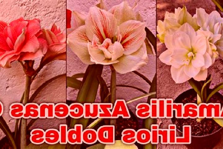 escort Jardines de Azucenas (La Floresta)
