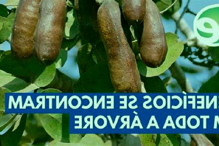 escort Jatoba do Piaui