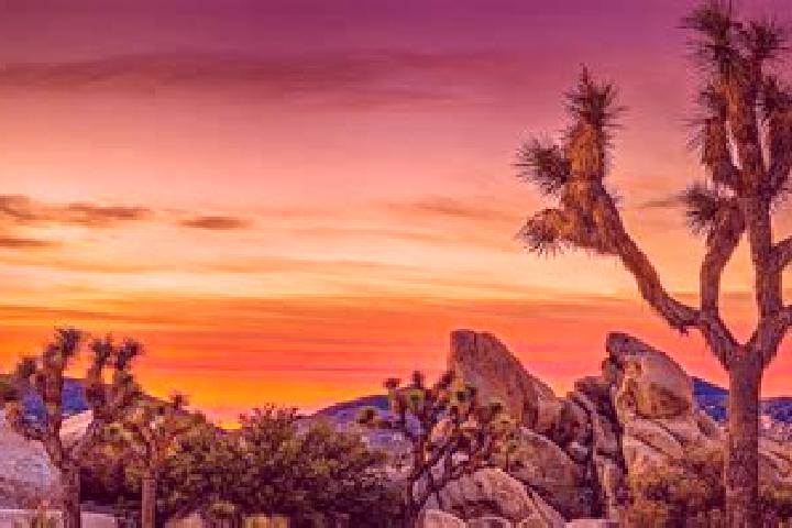 escort Joshua Tree