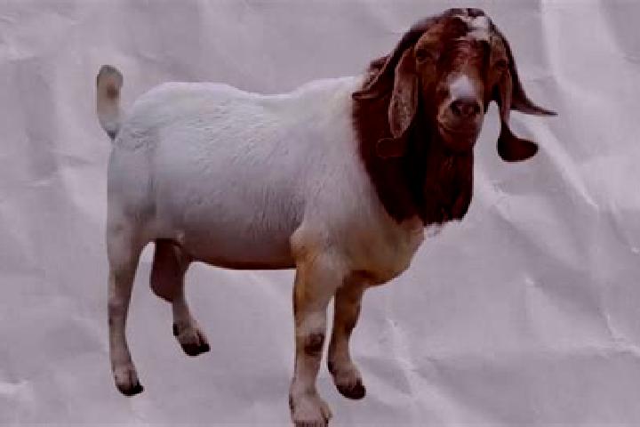 escort Kambing