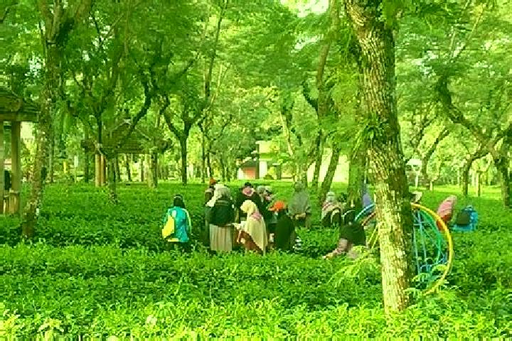 escort Kampung Teh