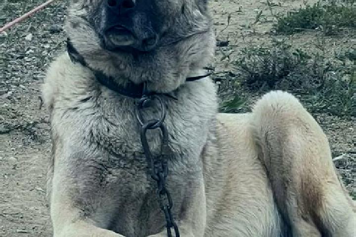 escort Kangal