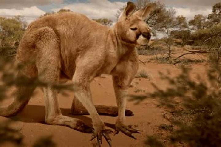 escort Kangaroo Ground
