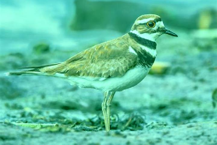 escort Killdeer