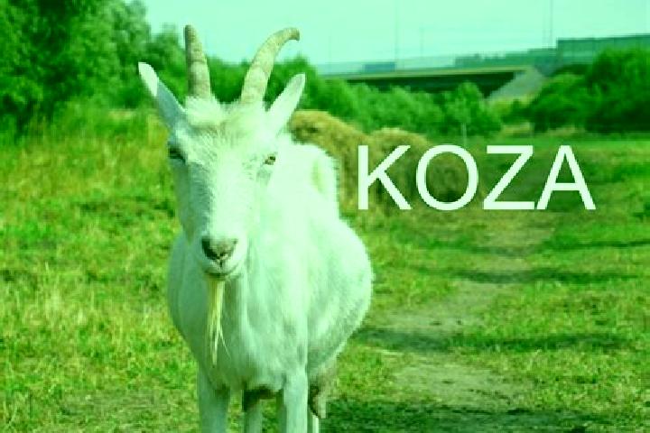 escort Koza