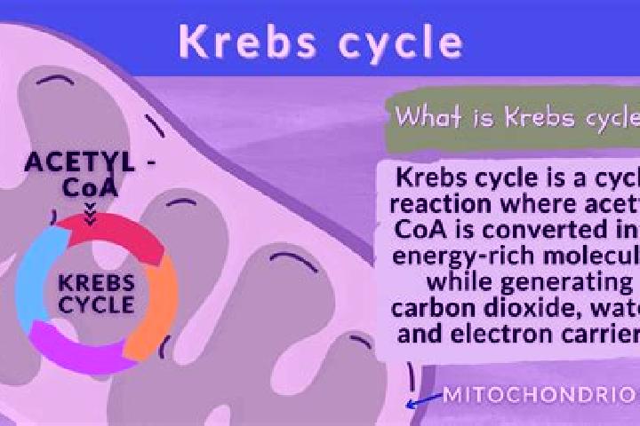 escort Krebs