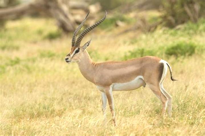 escort La Gazelle