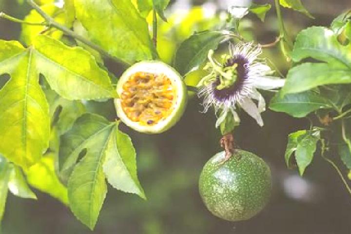 escort La Granadilla