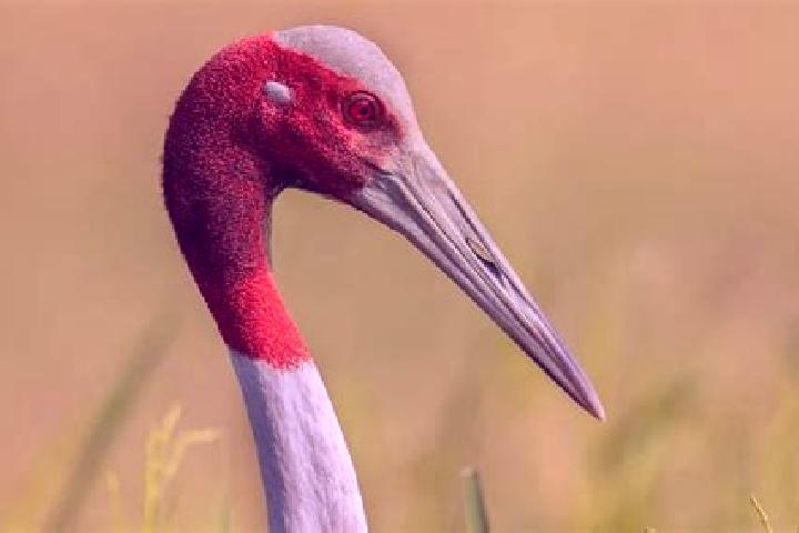 escort La Grulla