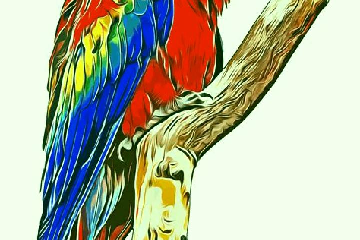 escort La Guacamaya