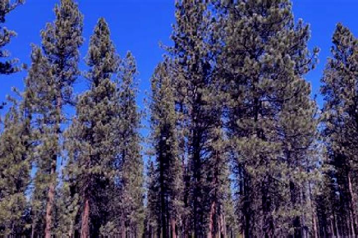 escort La Pine