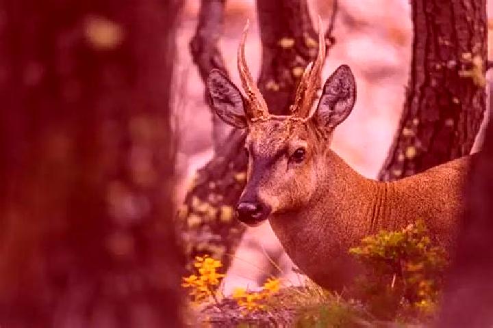 escort La Pintana