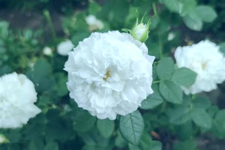 escort La Rose
