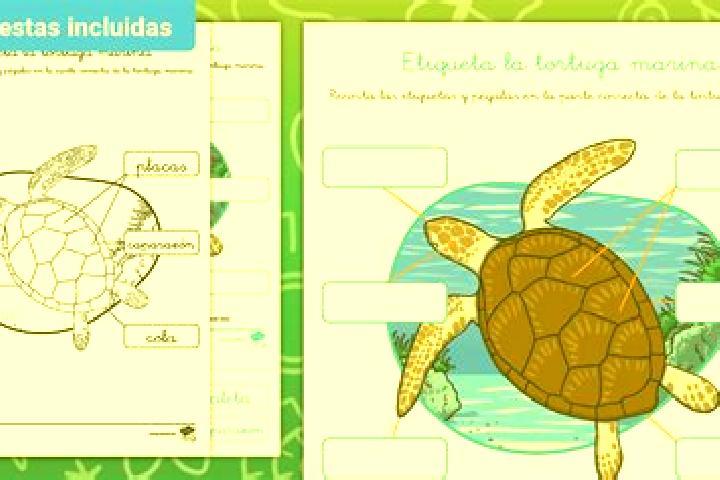 escort La Tortuga