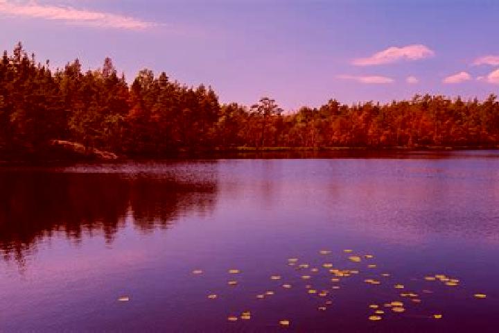 escort Lake Alfred