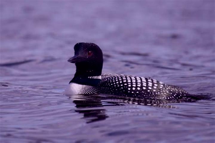 escort Lake Loon