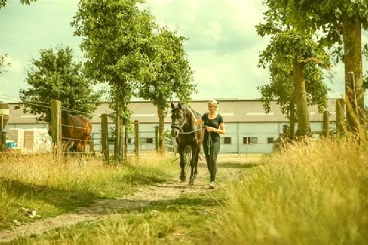 escort Lang s Farm