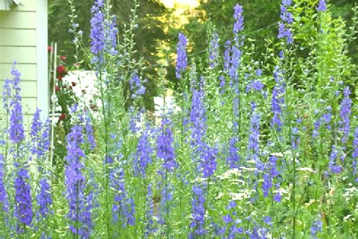 escort Larkspur
