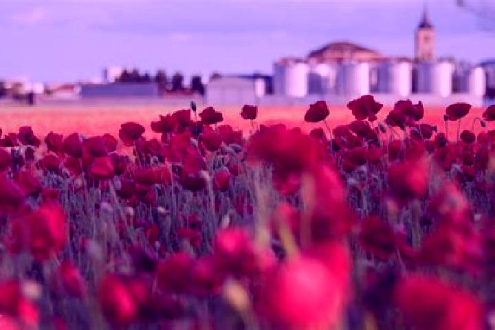 escort Las Amapolas