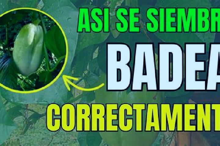escort Las Badeas