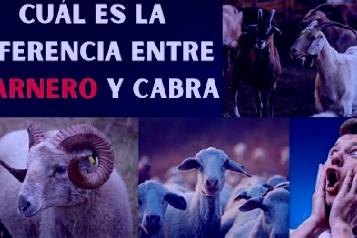 escort Las Cabras