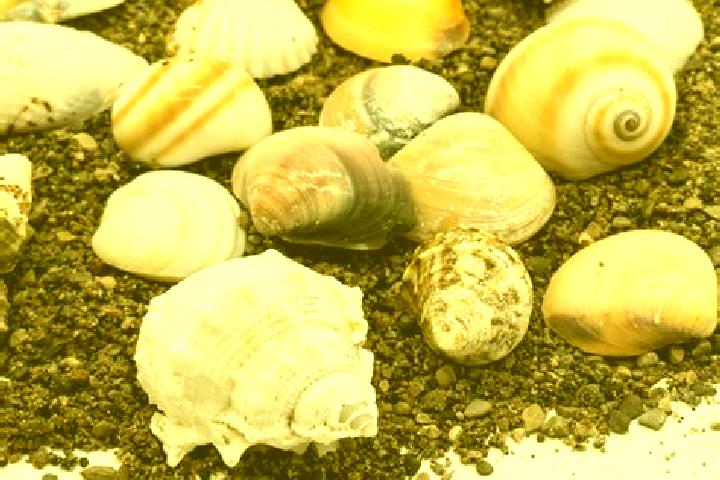 escort Las Conchas