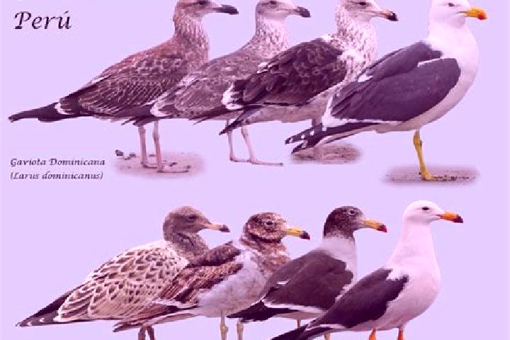 escort Las Gaviotas