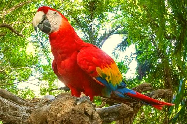 escort Las Guacamayas