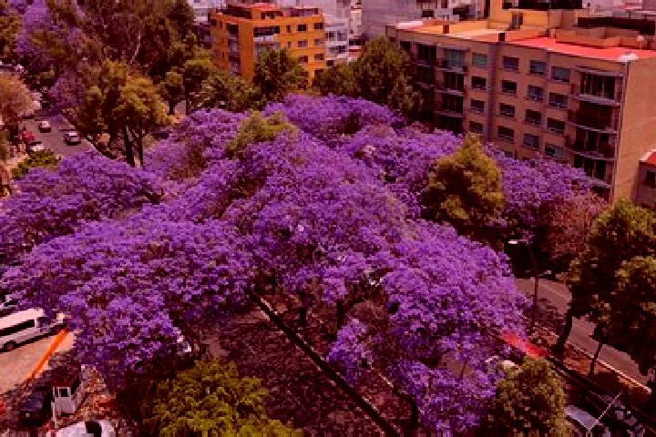 escort Las Jacarandas
