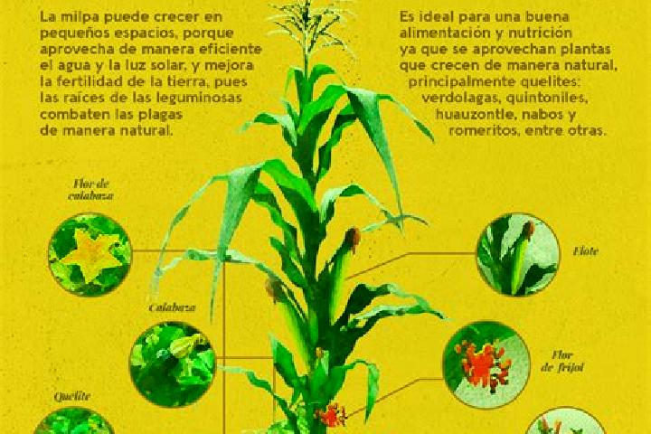 escort Las Milpas