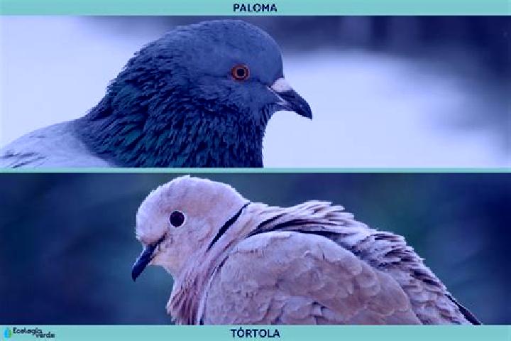escort Las Palomas (Lajillas)