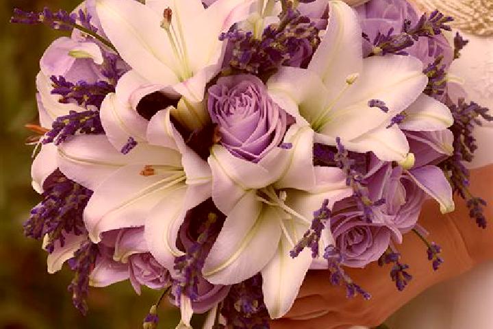escort Lavender